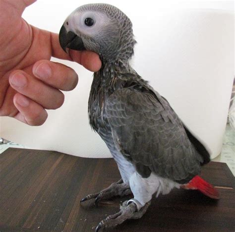 African grey parrot price - The cost of African grey parrots and shipping. Our exotic birds do not carry “exotic” price tags. They are affordable and can be shipped throughout Canada and the USA for free. What’s more, our African grey parrot prices include a 1-year congenital health guarantee. Don’t worry about your African grey’s way to your home. 